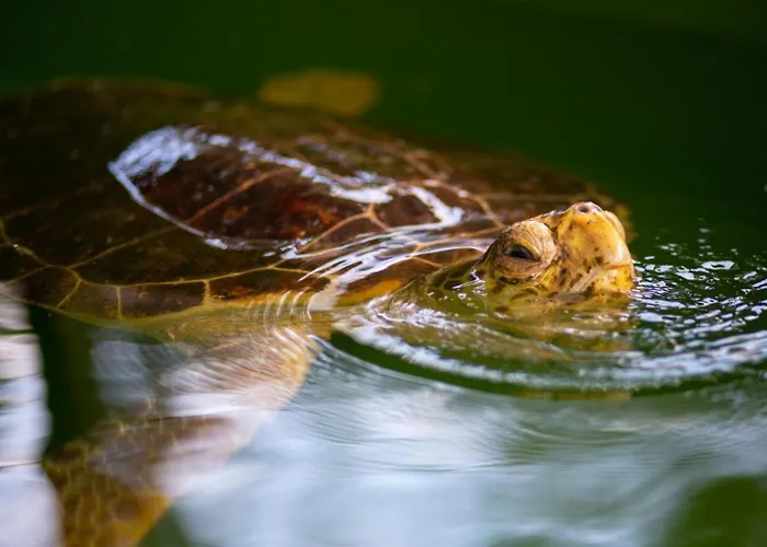 Villa Exclusive Paradise 1 Dalyan